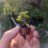 mitten state bonsai
