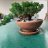 Bonsai Bo