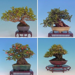 2005 Morceau Bonsai Union Auction