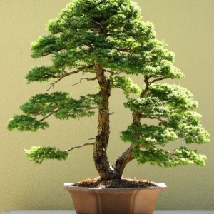 Bonsai Photography: Lights and Shadows