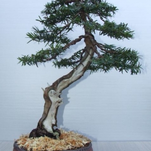 HV66 Bonsai