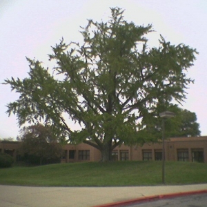 Trees in the Landscape