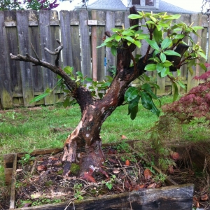 Big rhododendron