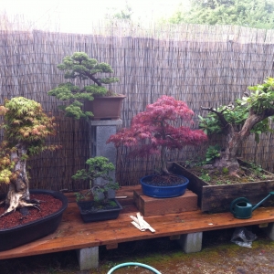 Acer Palmatum