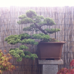 Shimpaku Juniper