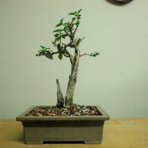 Pre-bonsai