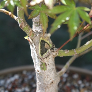 Acer Palmatum #1