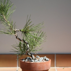 Pine Seedlings