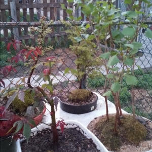 zen works bonsai nursery