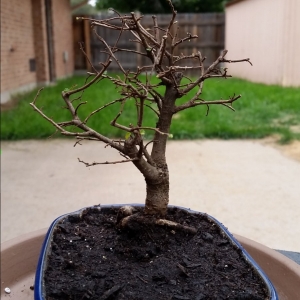 Nick's Bonsai Elm