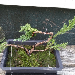 Dream's Bonsai