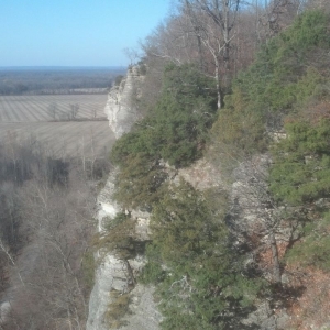 Juniper virginiana examples