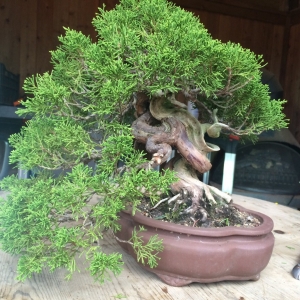 Shohin Juniper