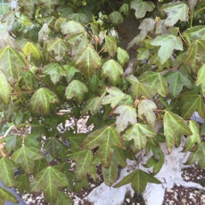 Trident Maple brown leaf edges