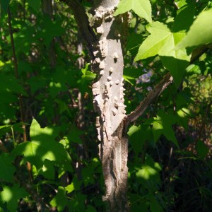 Sweetgum