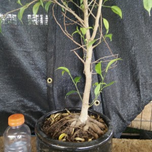 A couple ficus benjamina