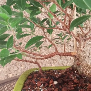 Airlayered Ficus