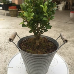 Japanese Boxwood