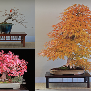 M5 BONSAI WORKS