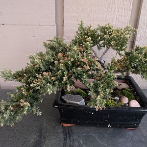 Bonsai Juniper