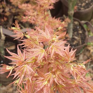 Japanese Maple Air Layers