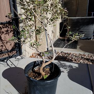 Desert Plants