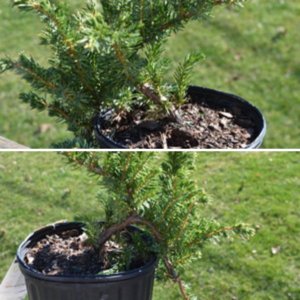 Shore Juniper conferta