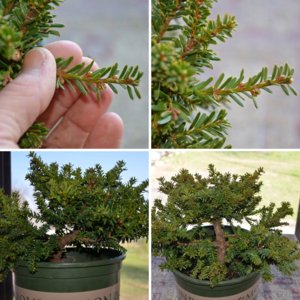 Taxus cuspidata nursery stock