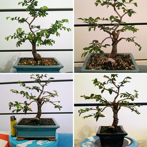 Chinese Elm