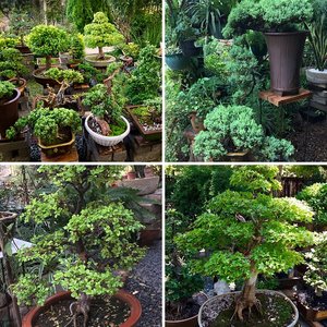 My Bonsai Garden