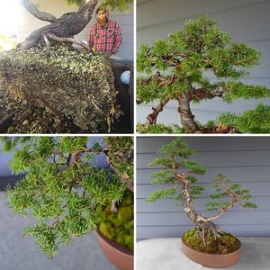 Tsugamori, Mountain Hemlock Yamadori