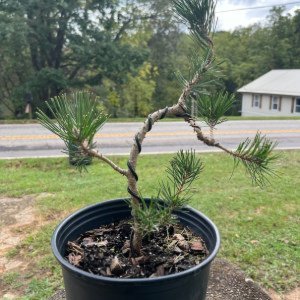 Japanese Black Pine (pre-bonsai)