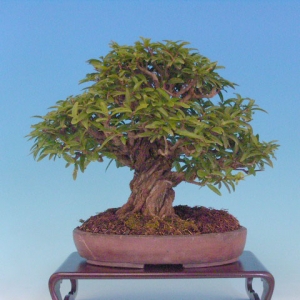 Bonsai 16: ???