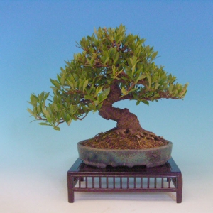 Bonsai 19: ???