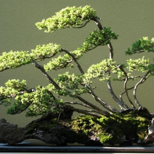 Creeping Juniper (Raft Style)