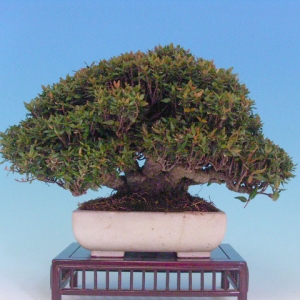 Bonsai 2: crepe myrtle(?)