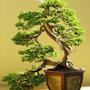 Chinese Juniper (Informal Upright)