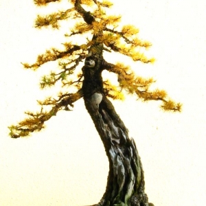 American Eastern Larch (Informal Upright)