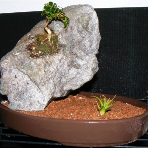 Kingsville boxwood on Rock