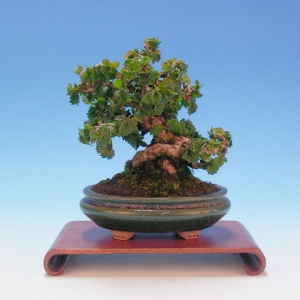 Bonsai 21: ???