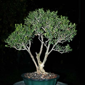 Boxwood