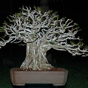 Schefflera arboricola