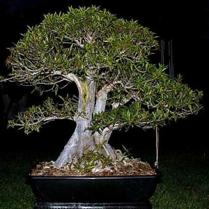 Ficus nerifolia