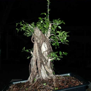 Golden Gate Ficus