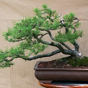 Virginia Pine