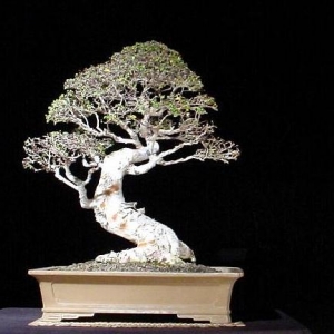 Chinese  Elm