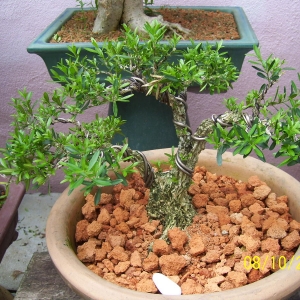 buxus harlandii