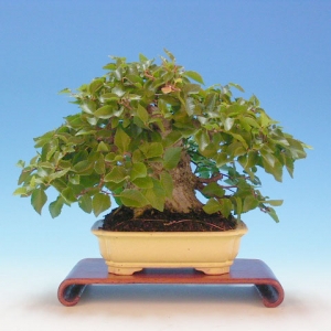 Bonsai 27: ???