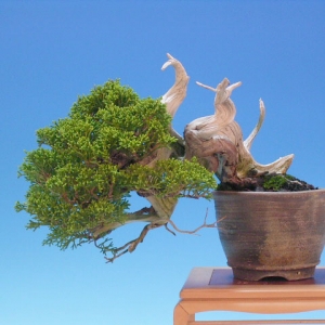 Bonsai 29: "True" Kashiwa juniper