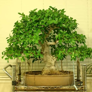 My Ficus Microcarpa